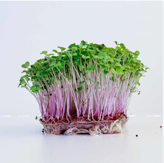 Radish microgreens — purple-pink stems